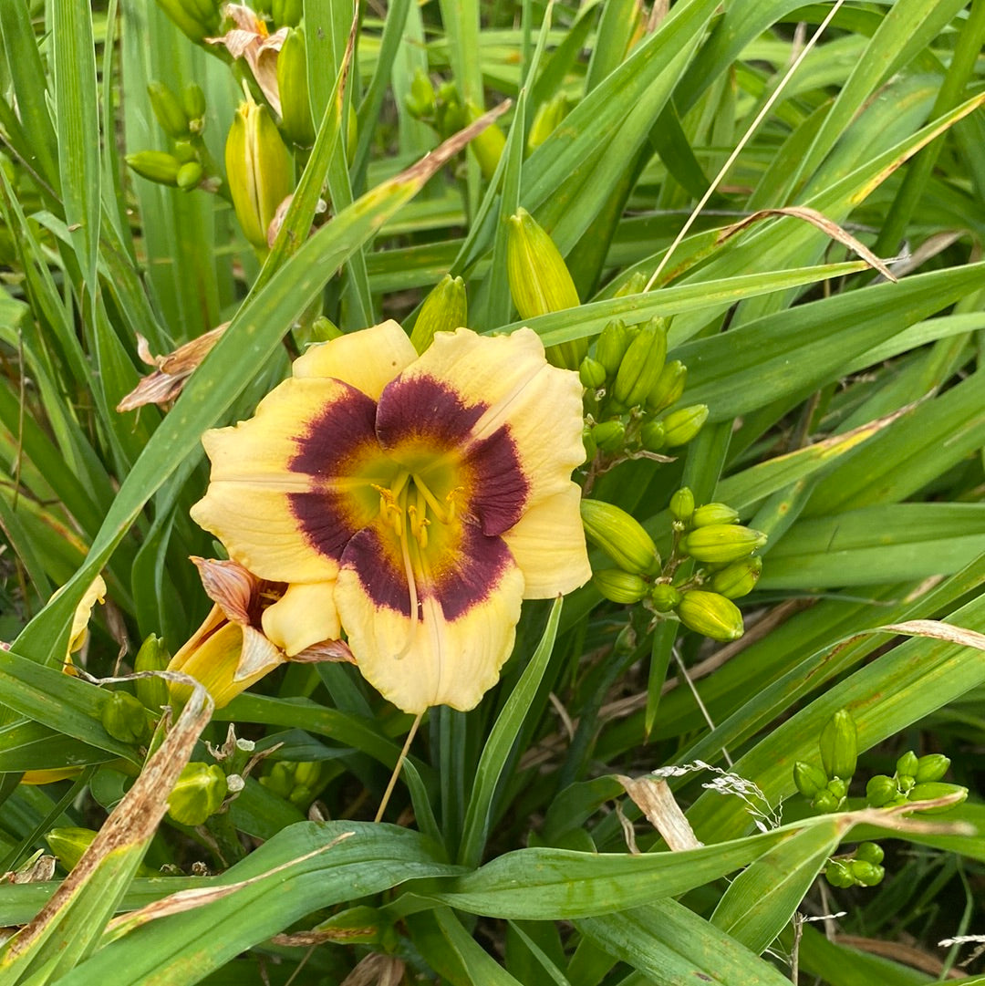 Daggy, perennial Daylily