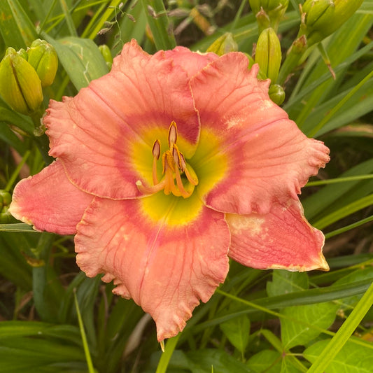 Elegant candy, perennial Daylily