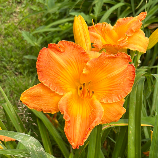 Santiago heat, perennial Daylily