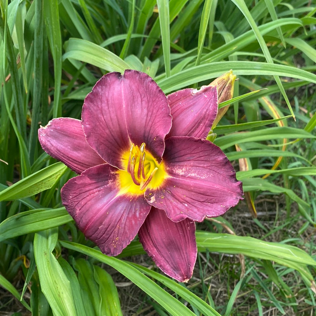 Daylillies on the Prairie daylily plant farm Daylilies on the Prairie