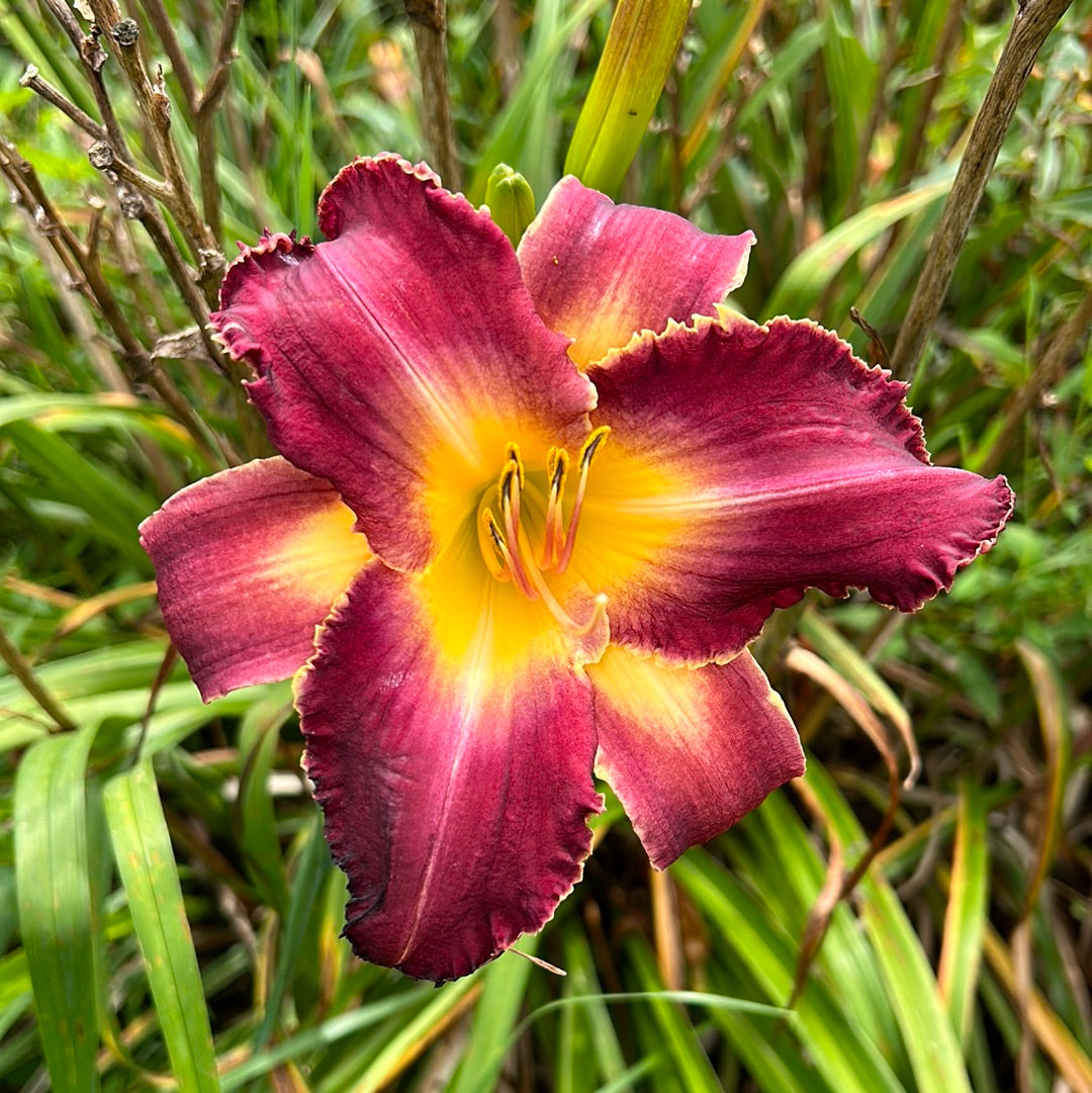 Purple Badger Daylily Perennial Plant