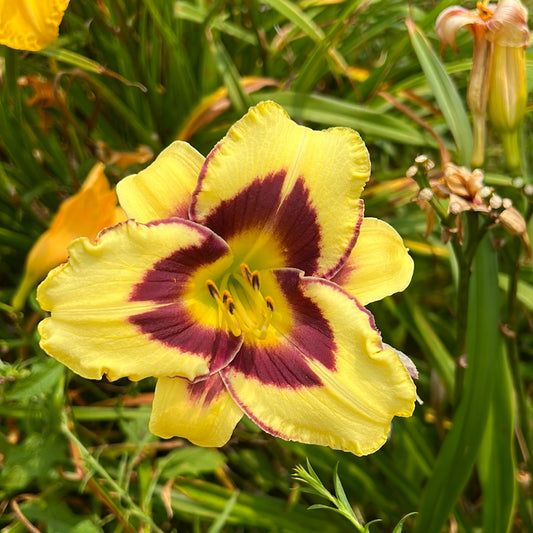 El desperado, perennial Daylily