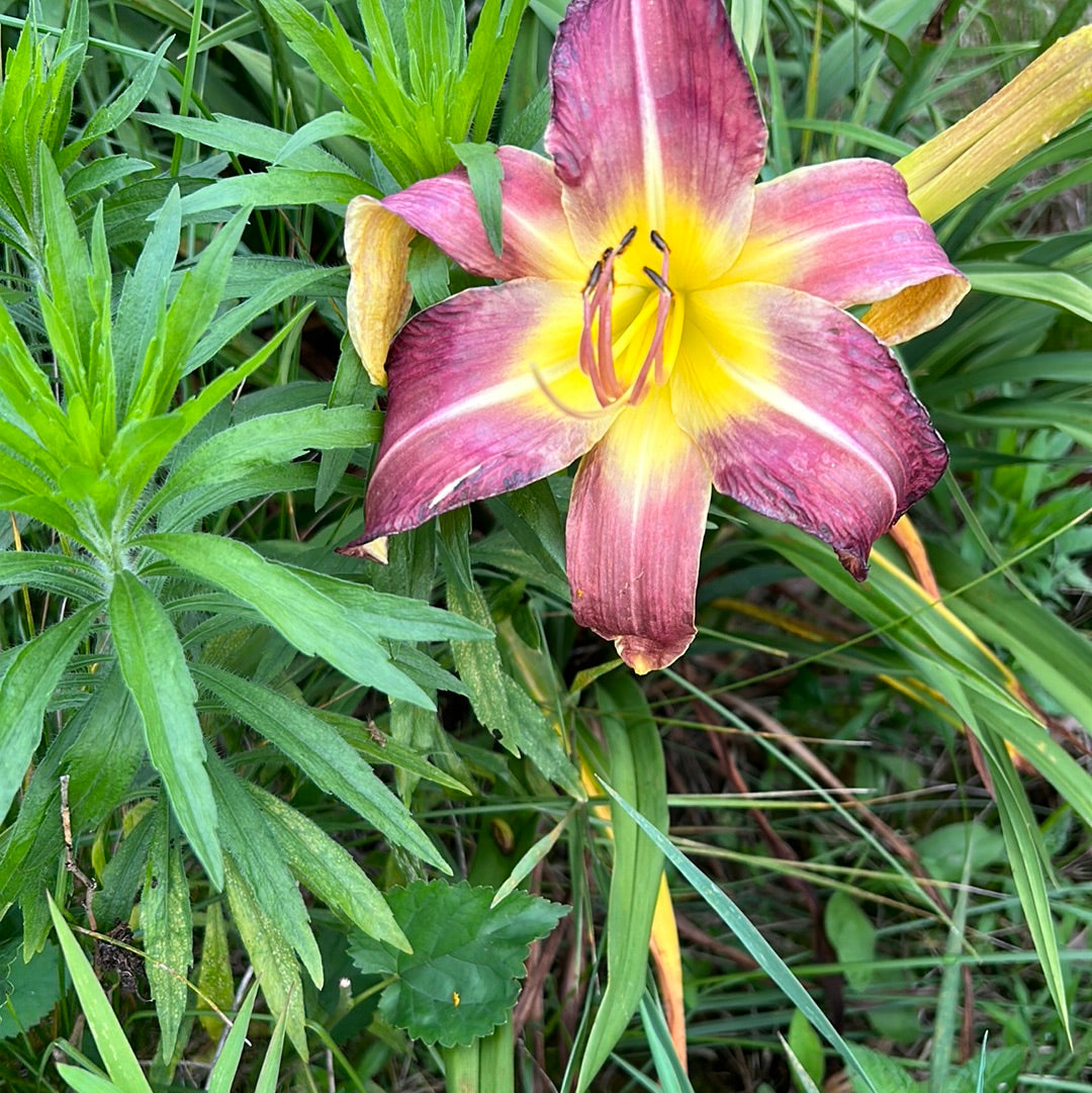 On the wing, perennial Daylily