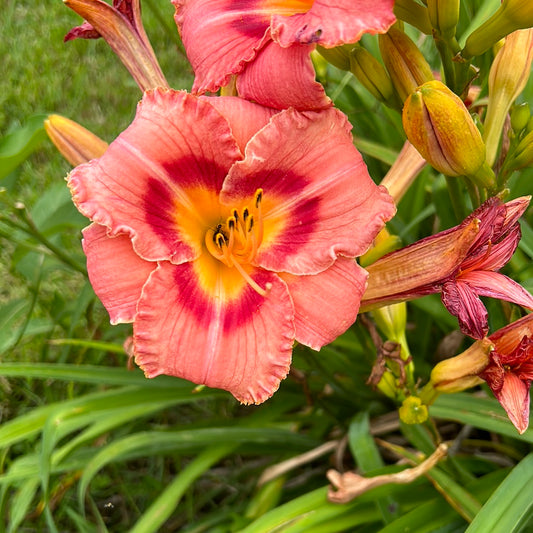 Redberry jam, perennial Daylily