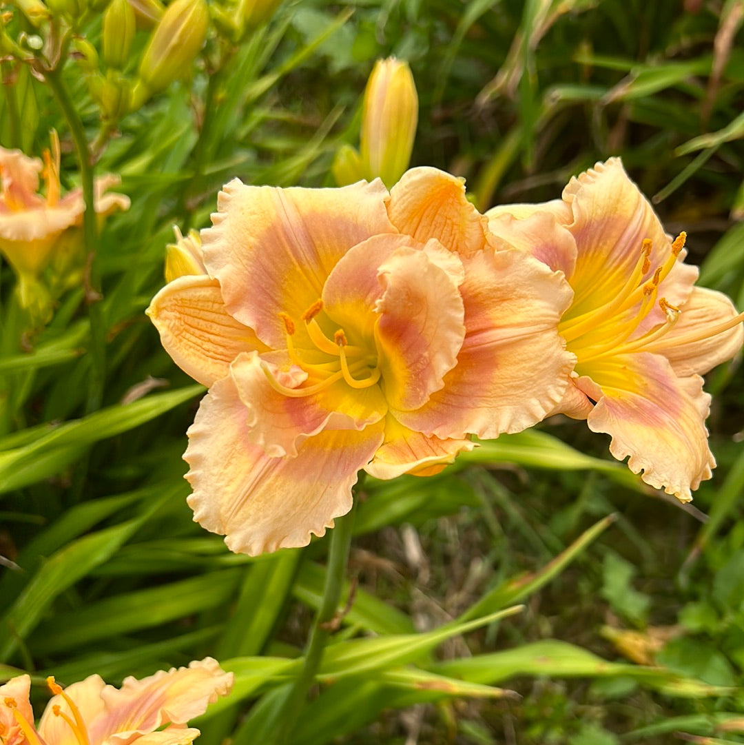 Banana split cupcake, perennial Daylily