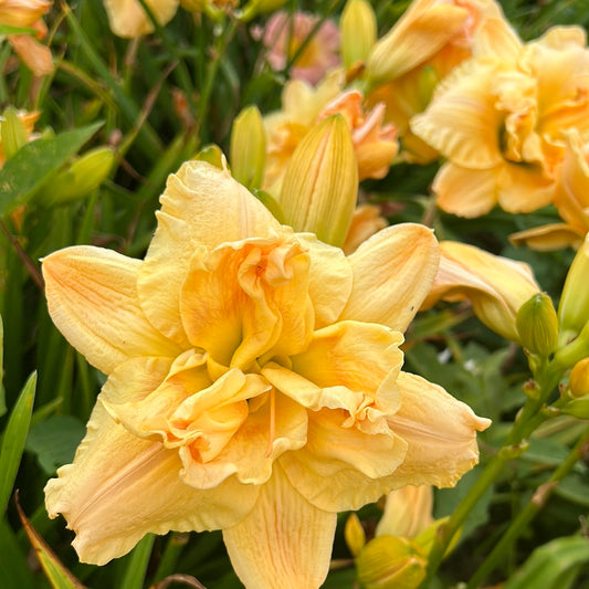 Kathy Rood, perennial Daylily