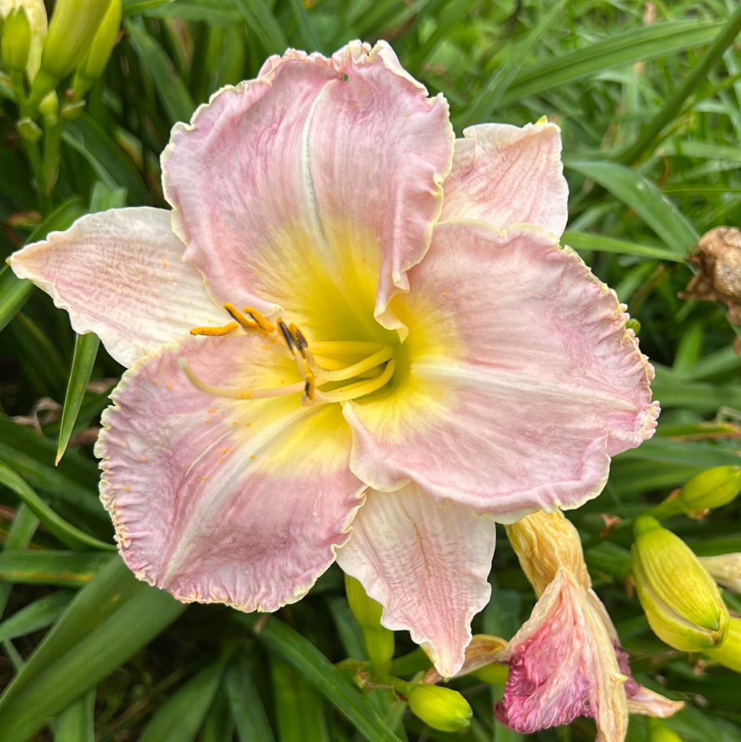 Lavender heartthrob, perennial Daylily