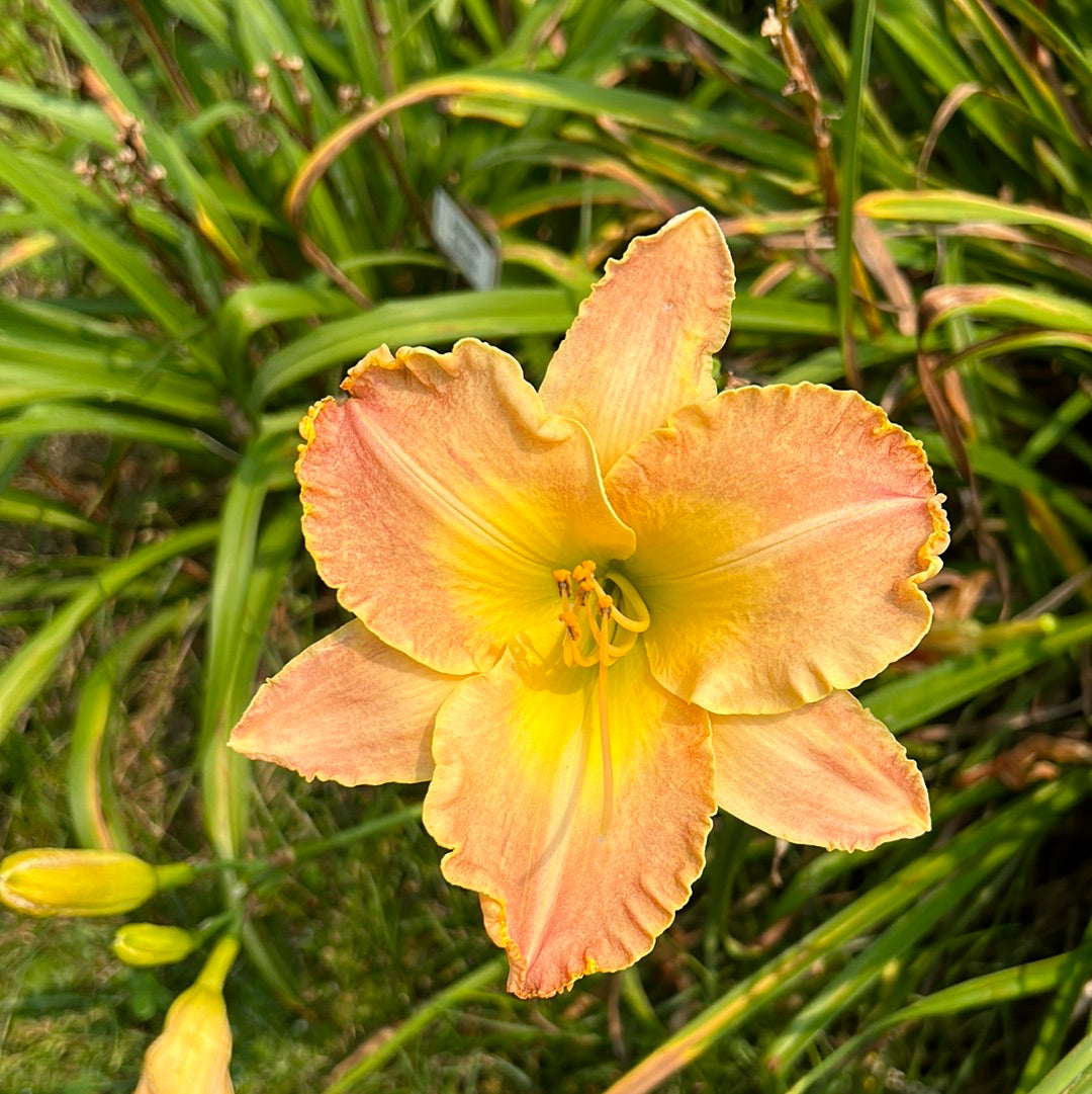 Elizabeth Francis Woodhall, perennial Daylily