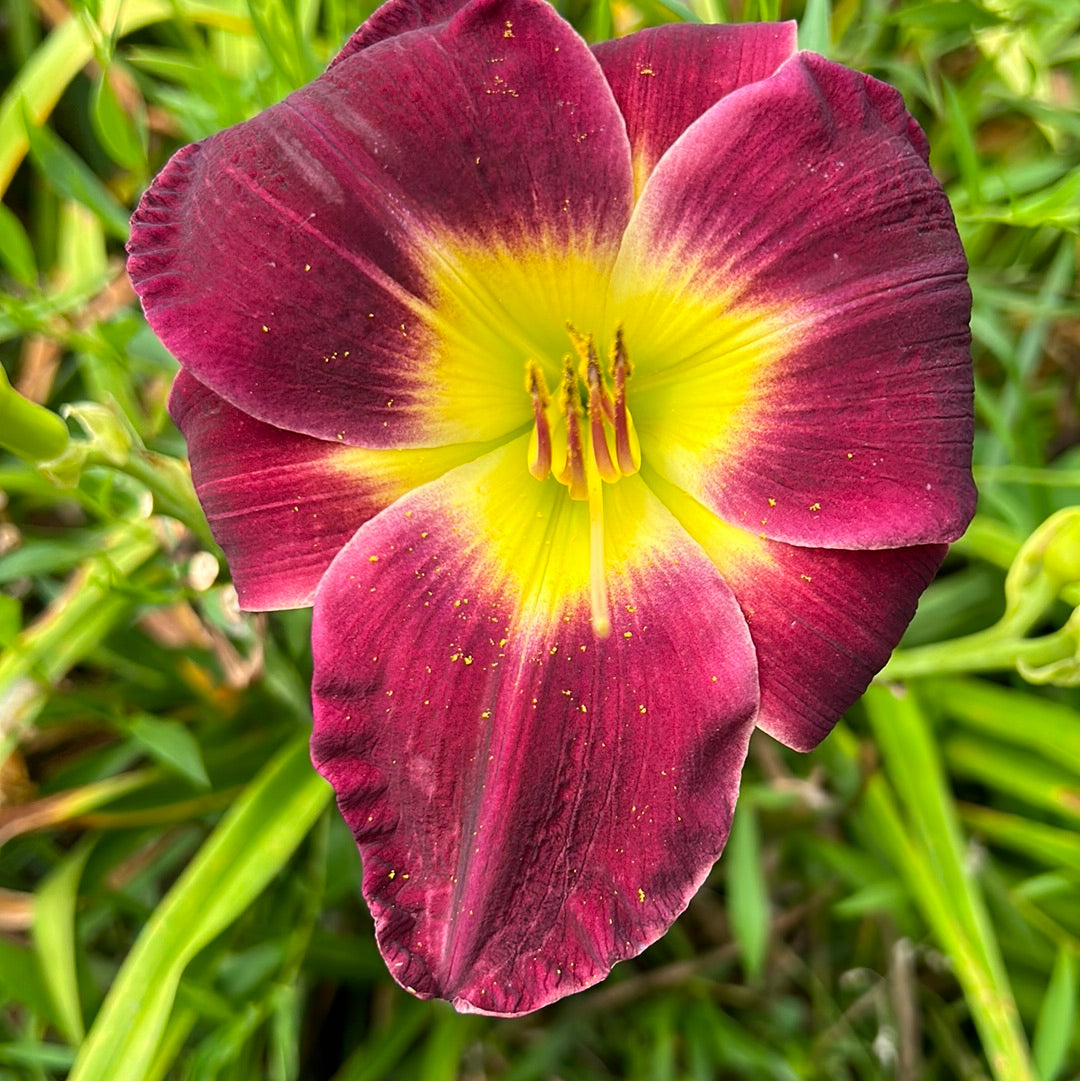 Regal Finale Perennial Daylily Plant