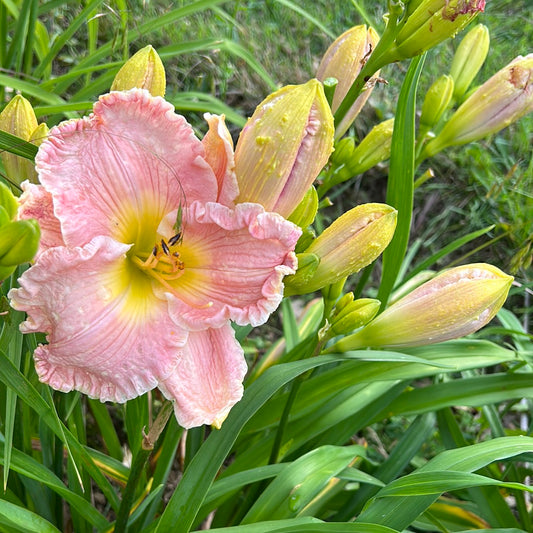 America the Beautiful, perennial Daylily