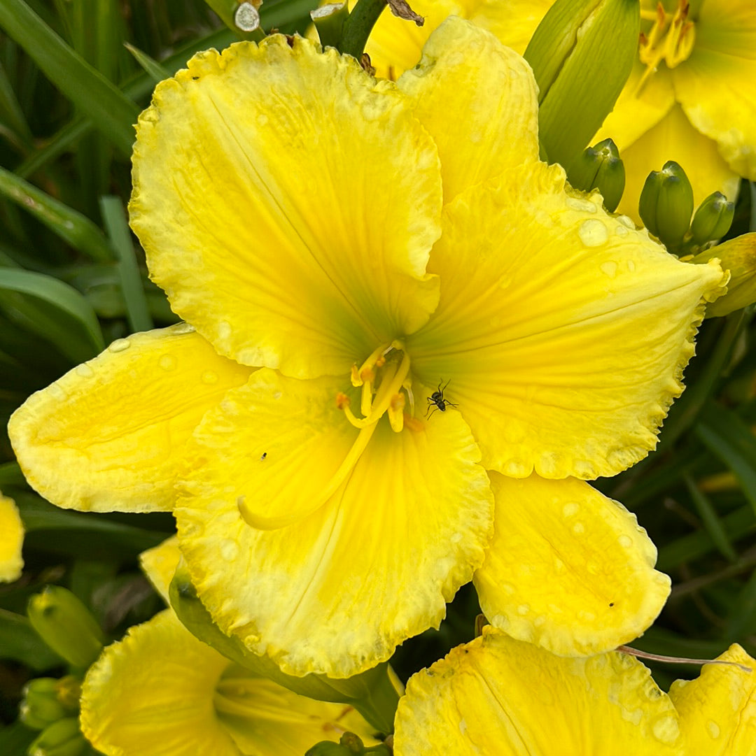 Just another yellow, perennial Daylily