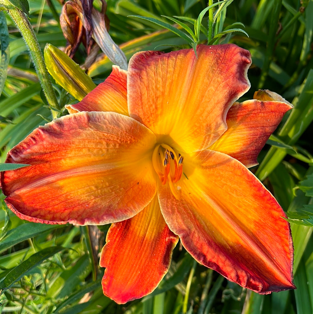 Matchless fire, perennial Daylily