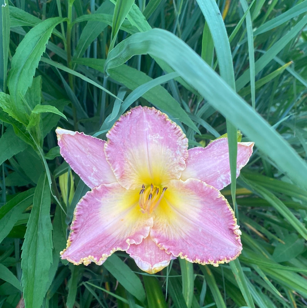 Spiritual corridor, perennial Daylily