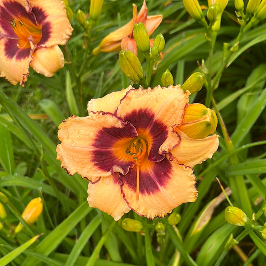 Joan hood, perennial Daylily