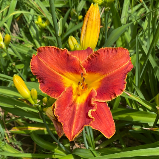 Refiners fire, perennial Daylily