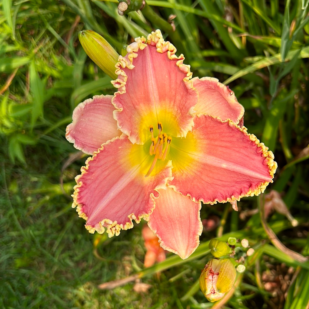 Nina Vanhorn Daylily Perennial Plant