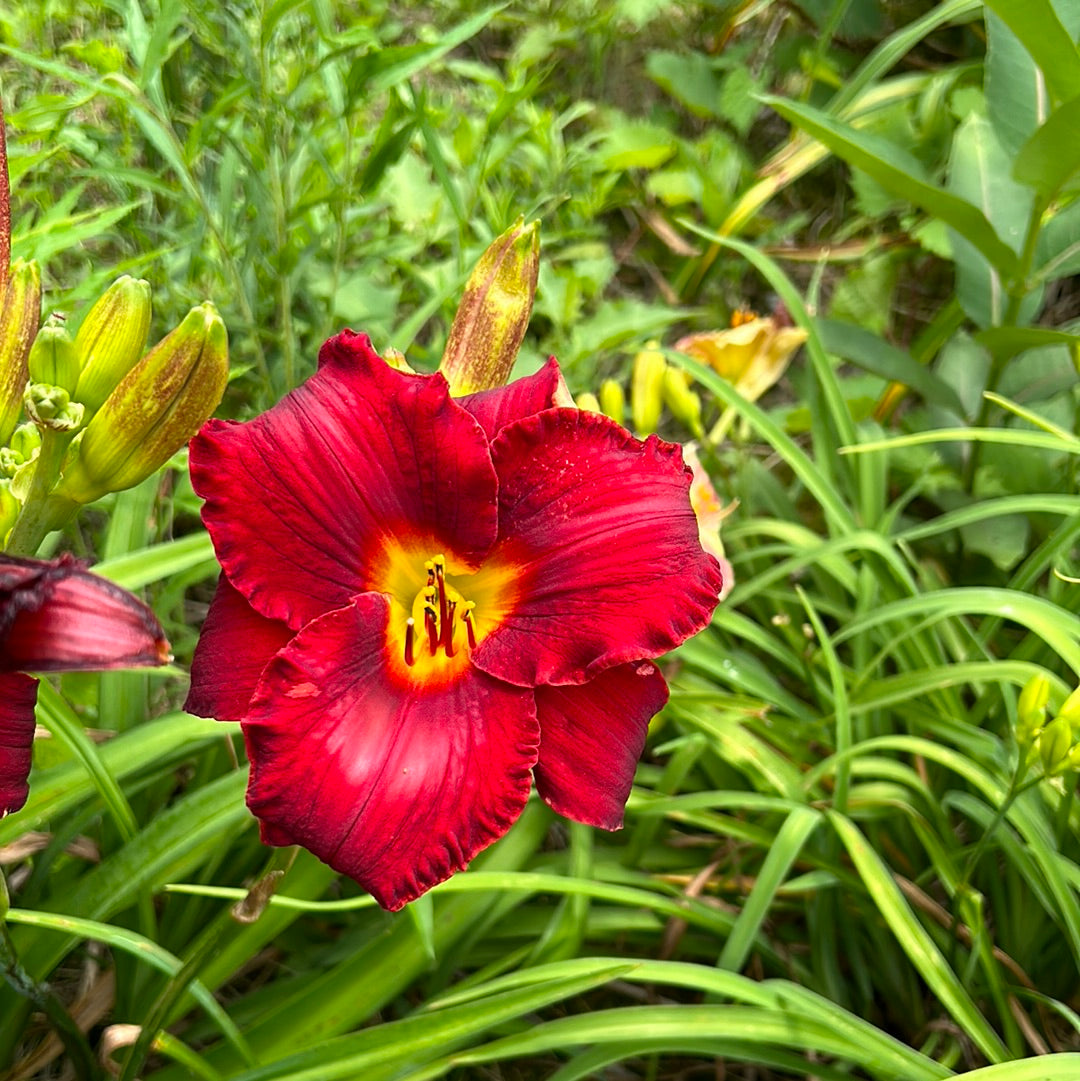 Ruby Grandeur, perennial Daylily