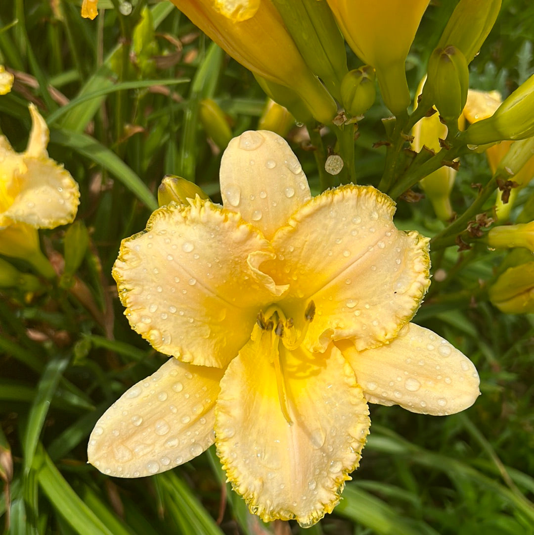 Ode to Faith, perennial Daylily