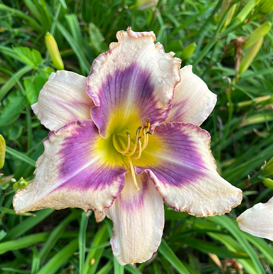 Womanizer, perennial Daylily