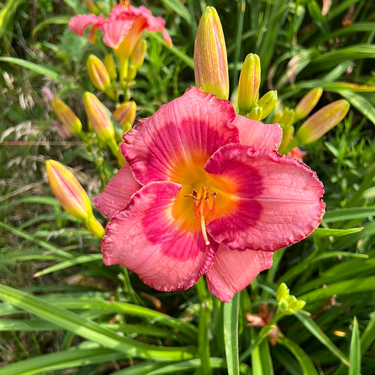 Puff the Magic Dragon Daylily Perennial Plant