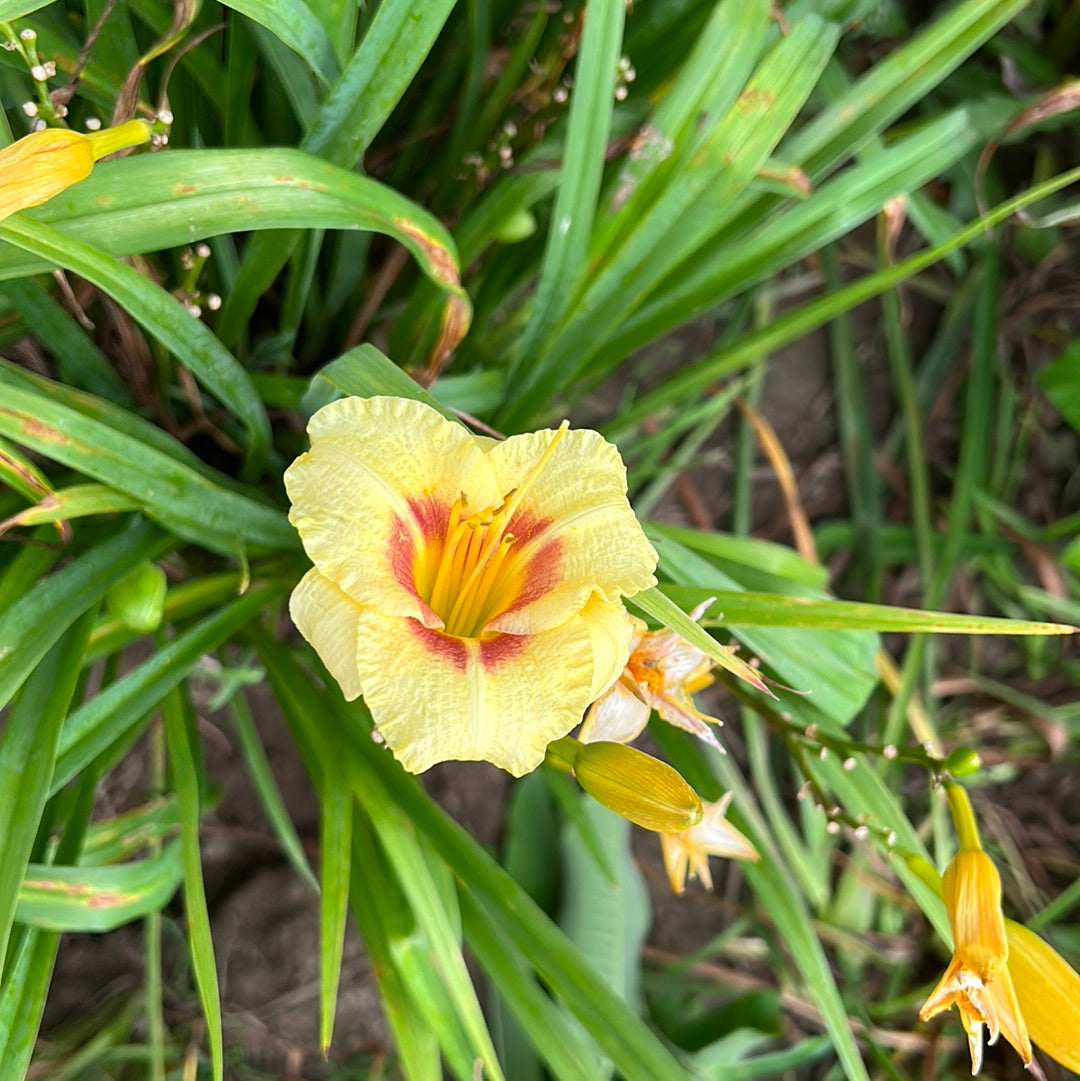 Lion cub, perennial Daylily