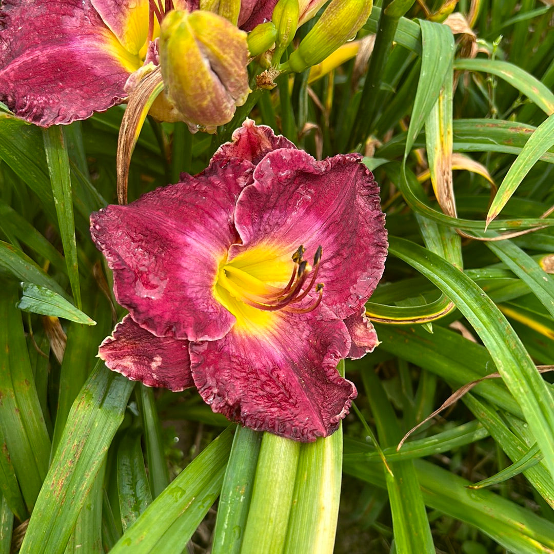 Lord Chamberlain, perennial Daylily