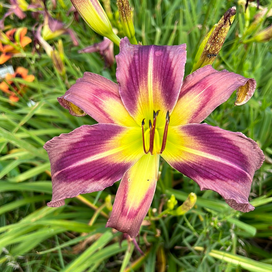 Starman’s quest, perennial Daylily