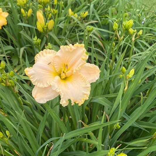 Victorian lace, perennial Daylily