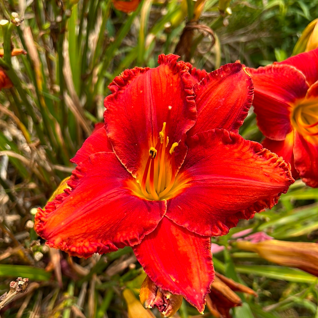 Apache War Dance Daylily Perennial Plant