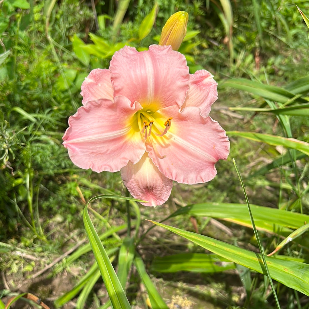 Frosted pink ice, perennial Daylily