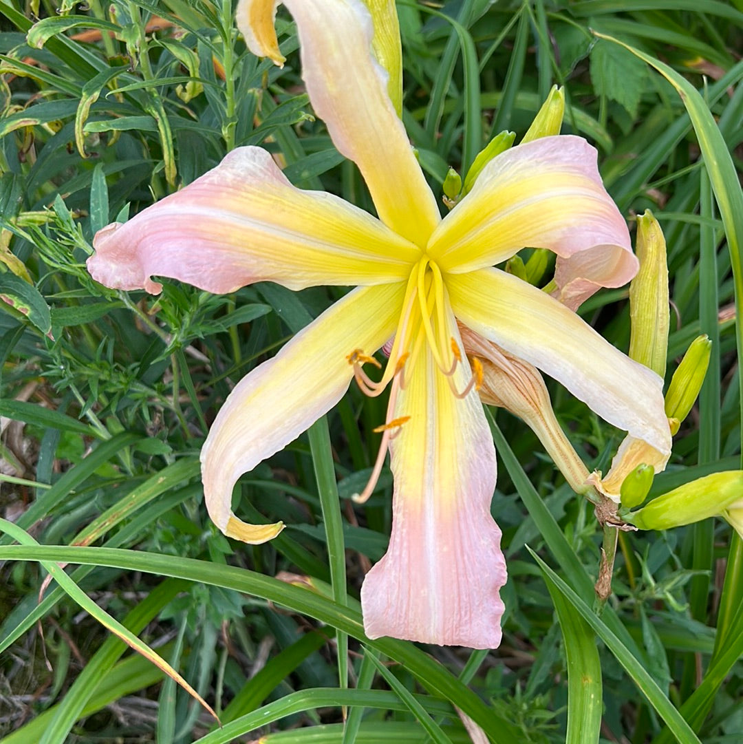 Wanda Evans, perennial Daylily