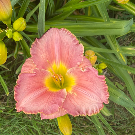 Darlington country, perennial Daylily