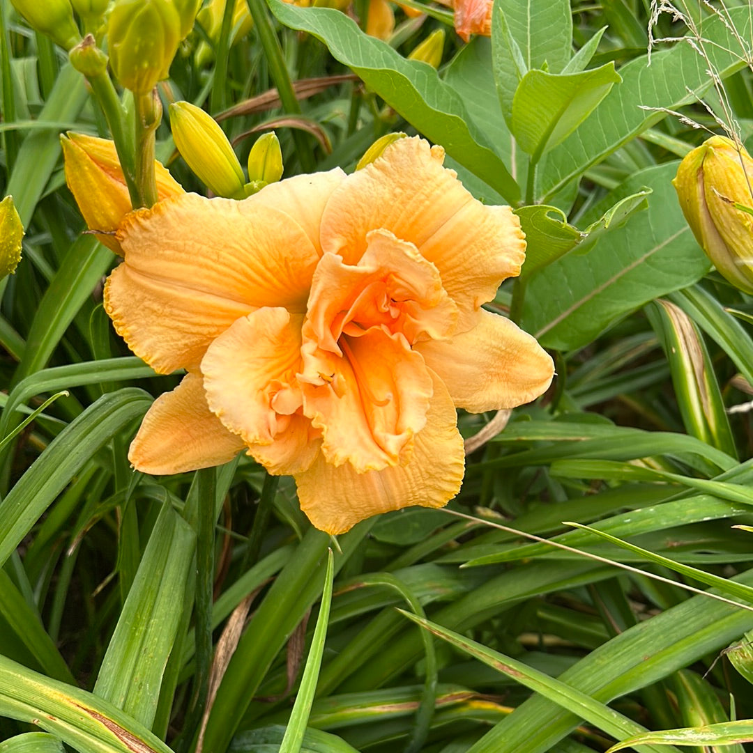 Margaret Tucker, perennial Daylily