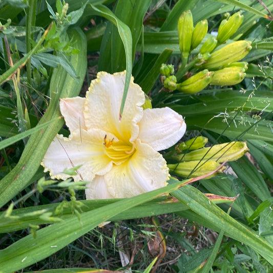 Wild North perennial Daylily