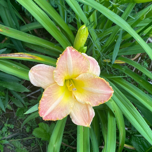 Girls night out, perennial Daylily