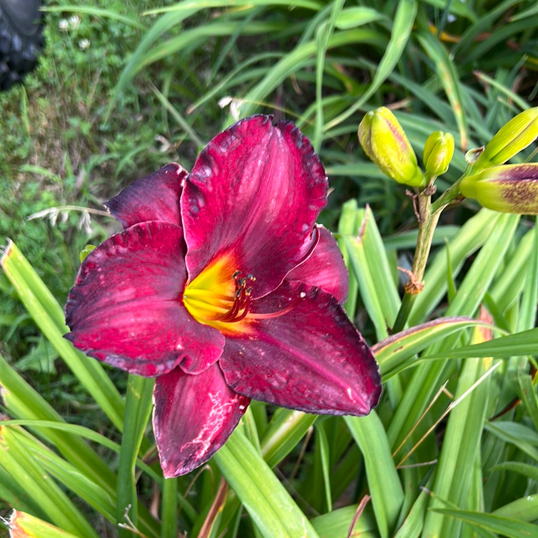 Raspberry suede, perennial Daylily