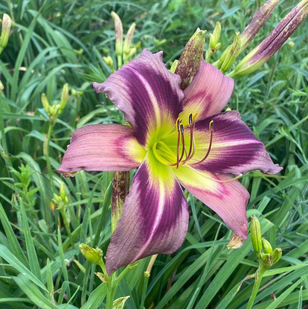 Starman’s quest, perennial Daylily