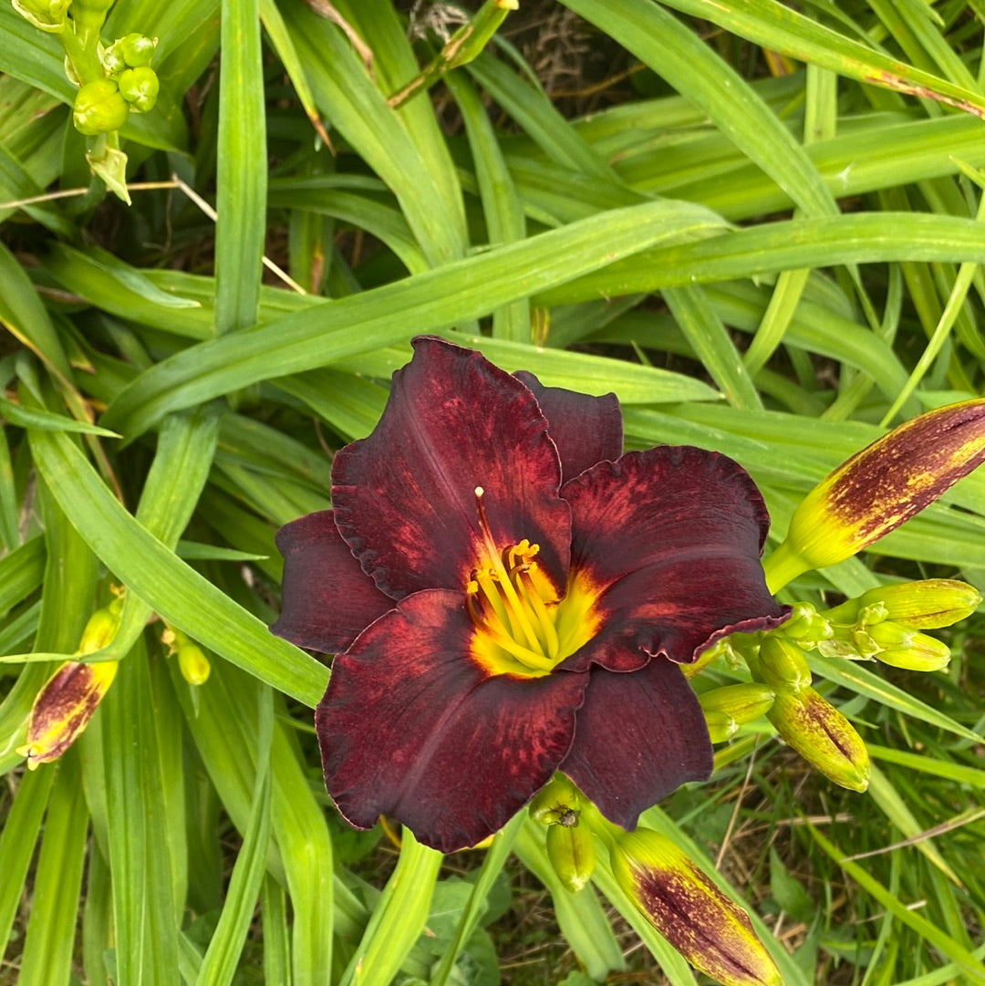 Robert Johnson, perennial Daylily