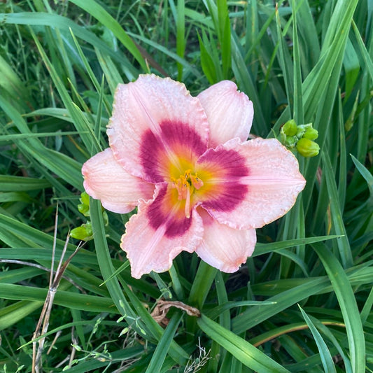 Wineberry candy, perennial Daylily