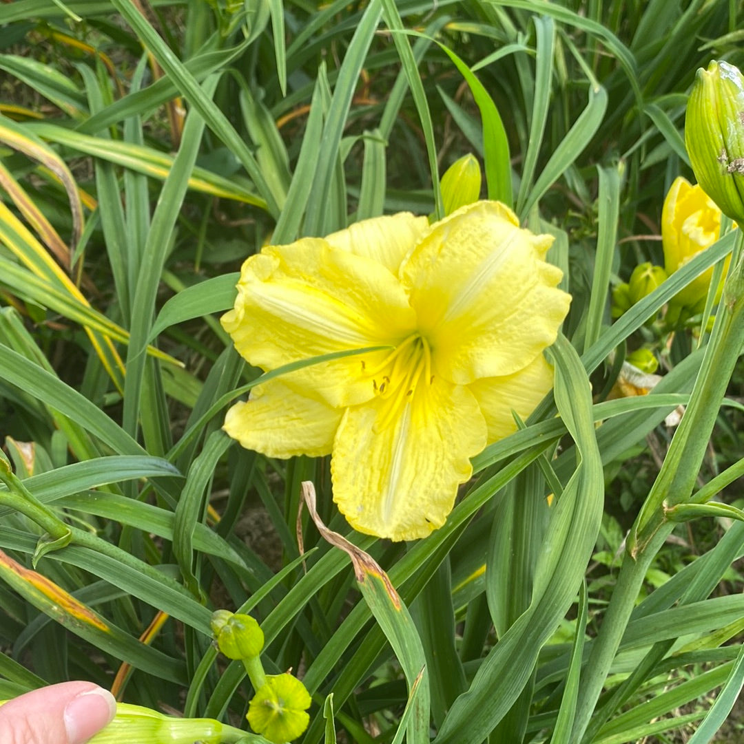 Electric, perennial Daylily