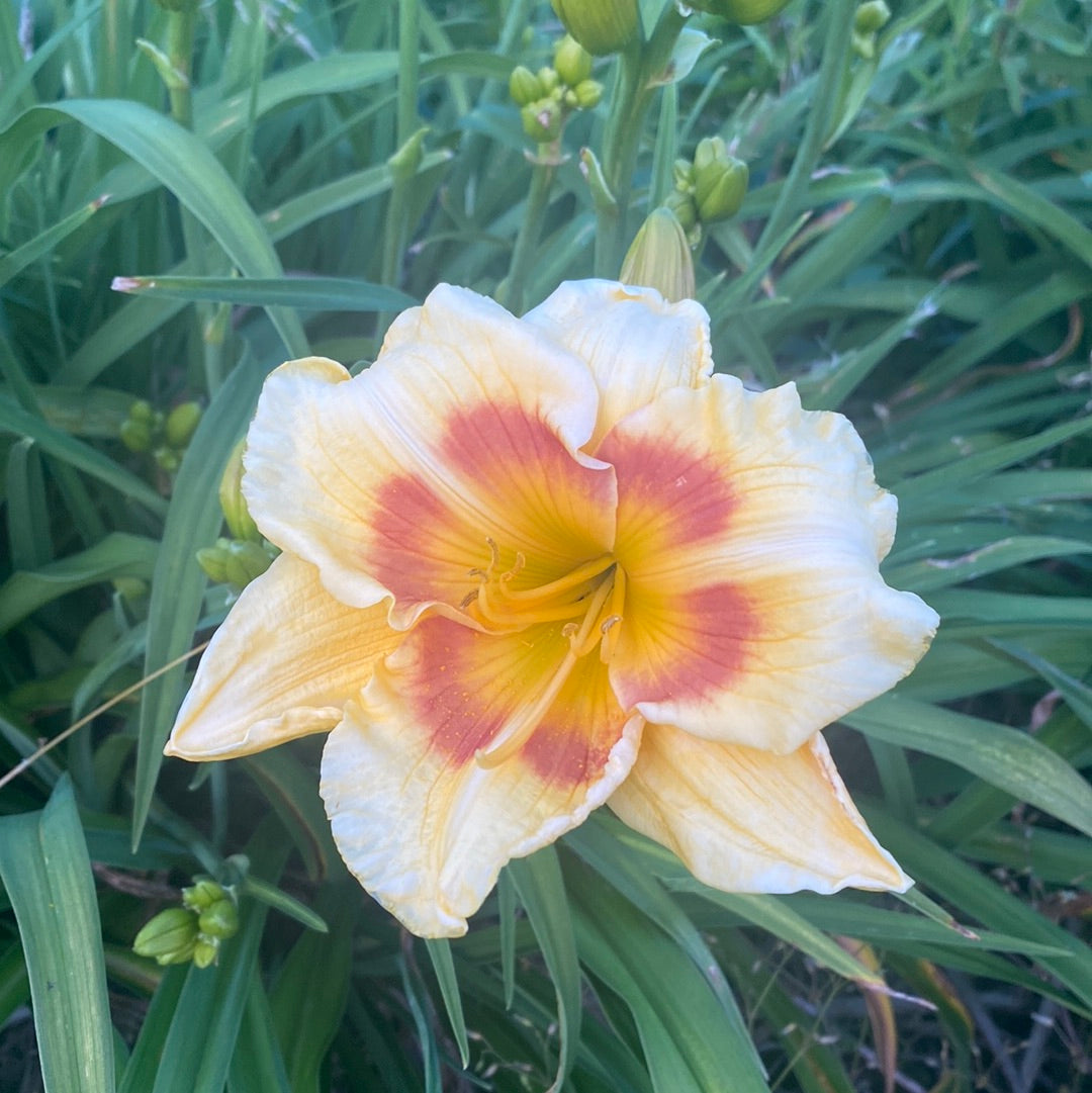 Jedi tequila sunset, perennial Daylily