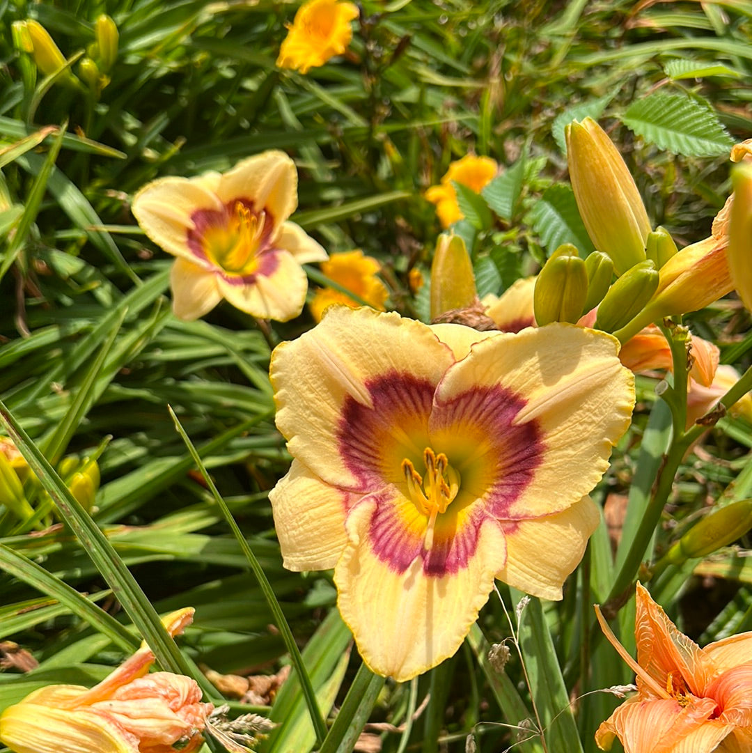 Rainbow candy, perennial Daylily