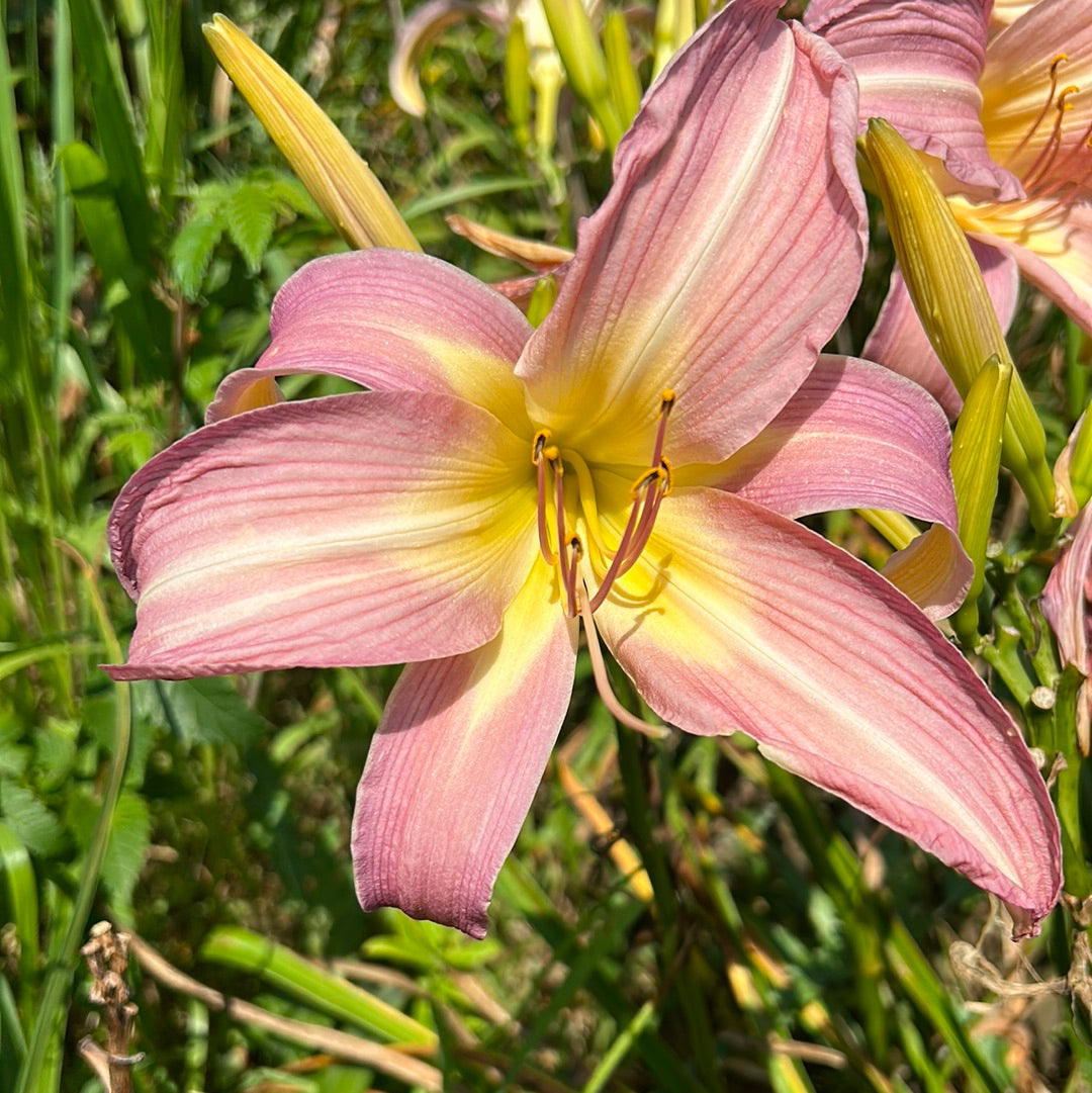 Orchid Corsage Daylily Perennial Plant