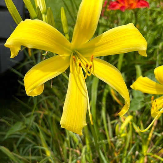 Rococo, perennial Daylily