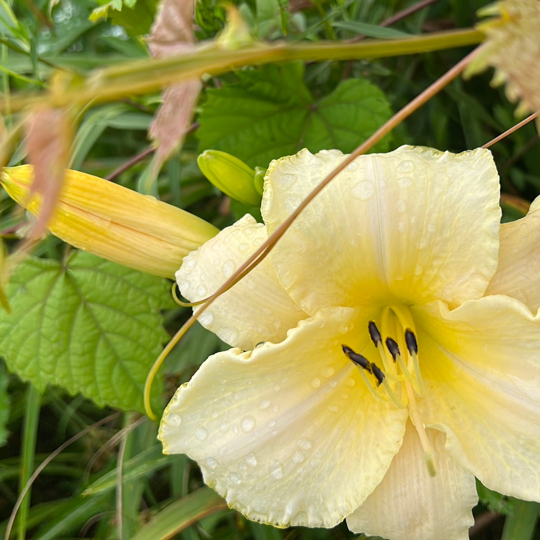 Arctic snow, perennial Daylily