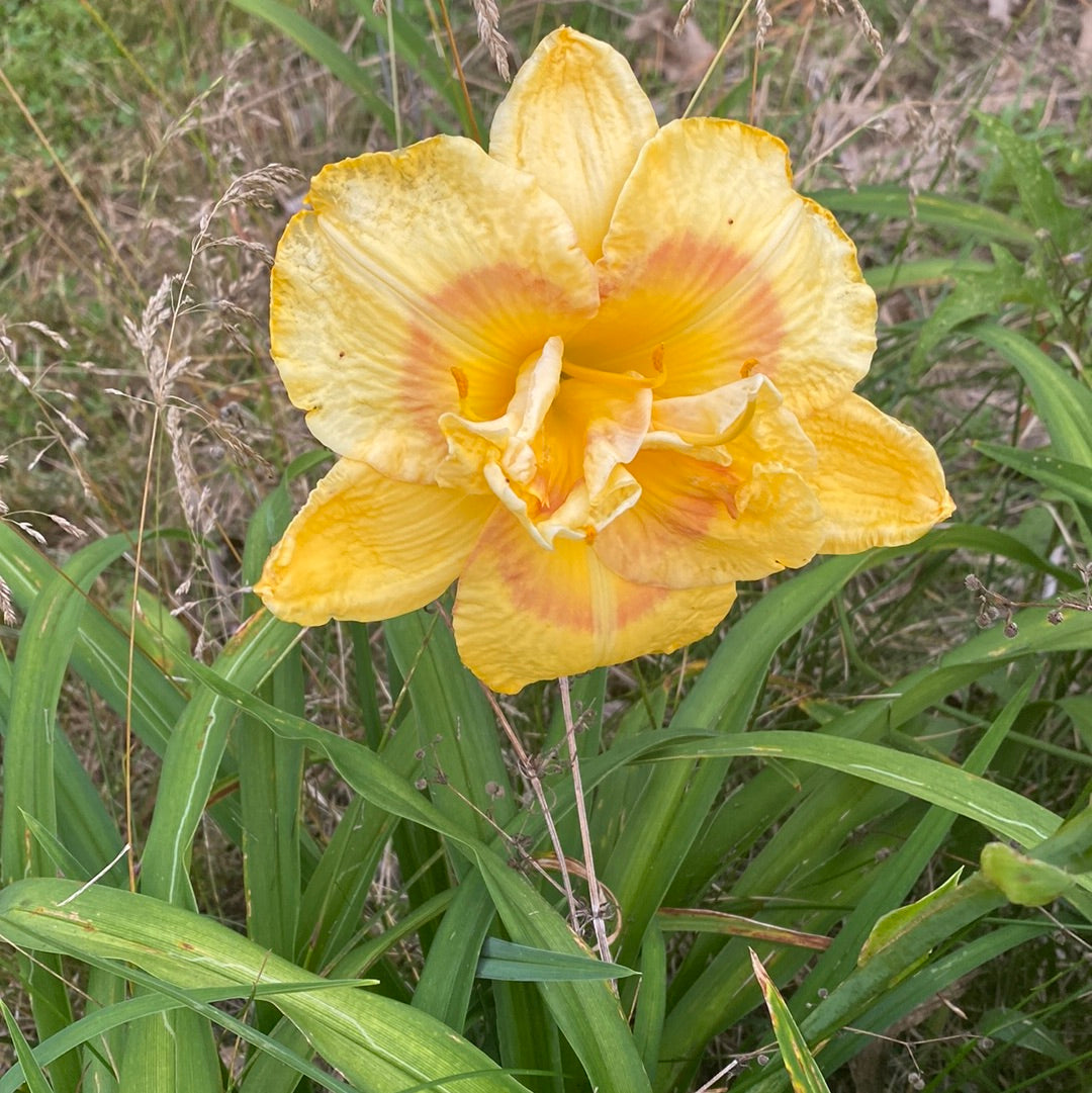 Sunny attitude, perennial Daylily