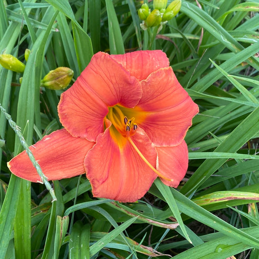 Pumpkin king, perennial Daylily