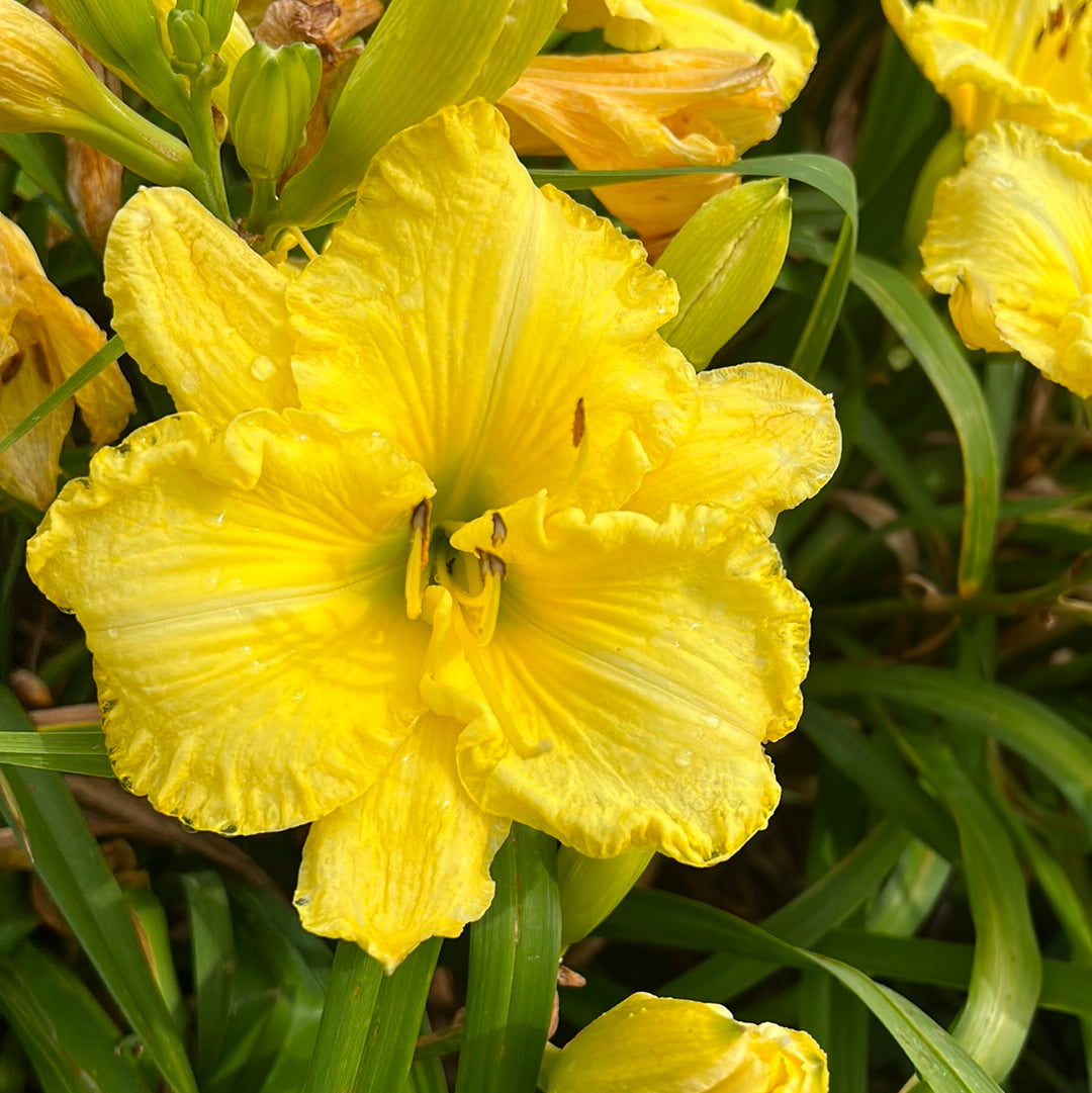 Happy together, perennial Daylily