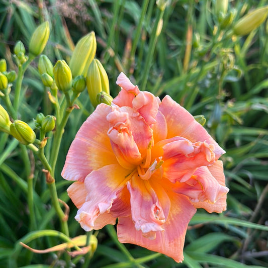 Honey crunch cupcake, perennial Daylily