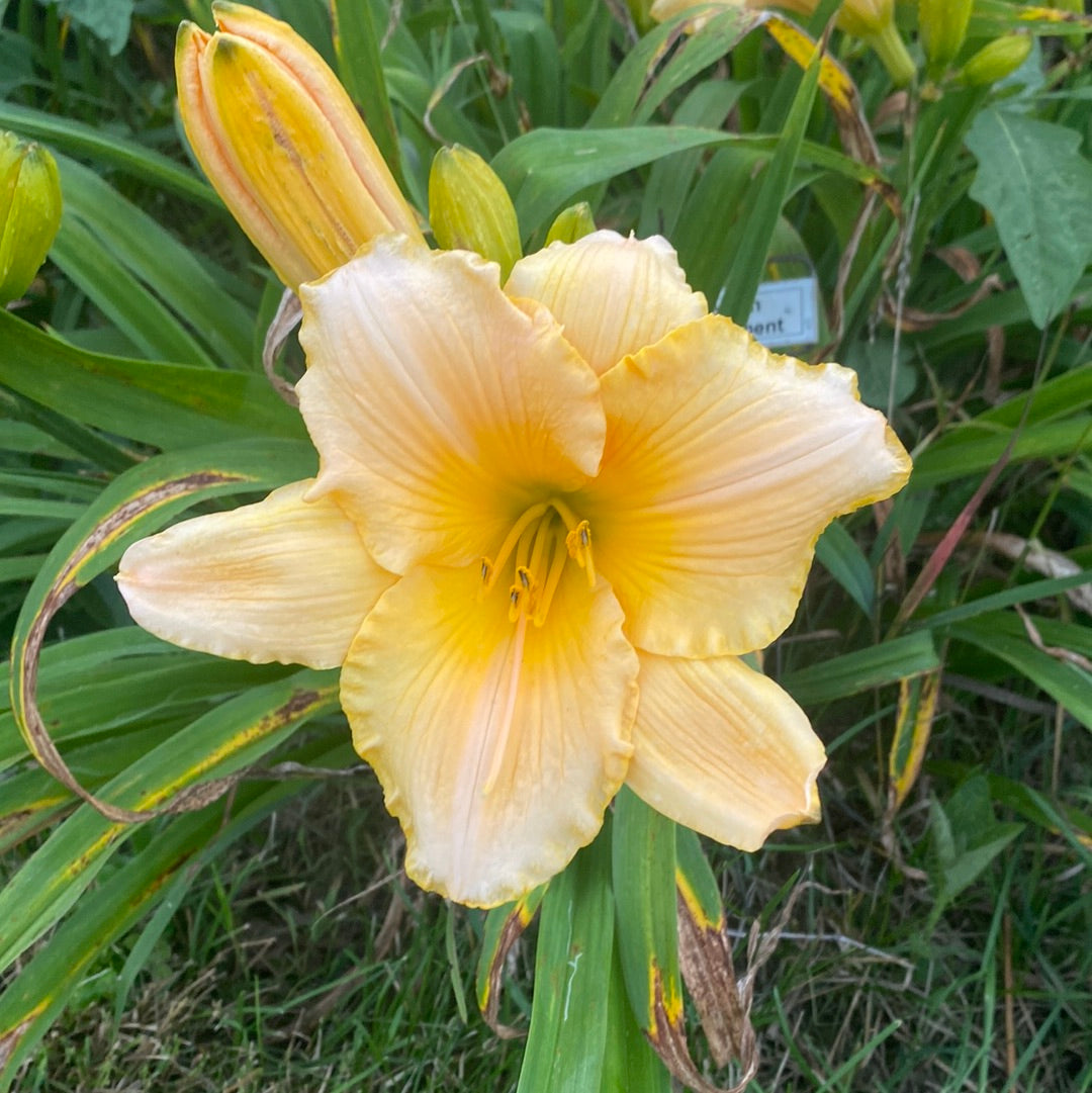 Syrian parchment, perennial Daylily